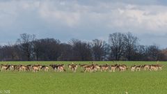 "Damwild auf Getreidefeld 2023"