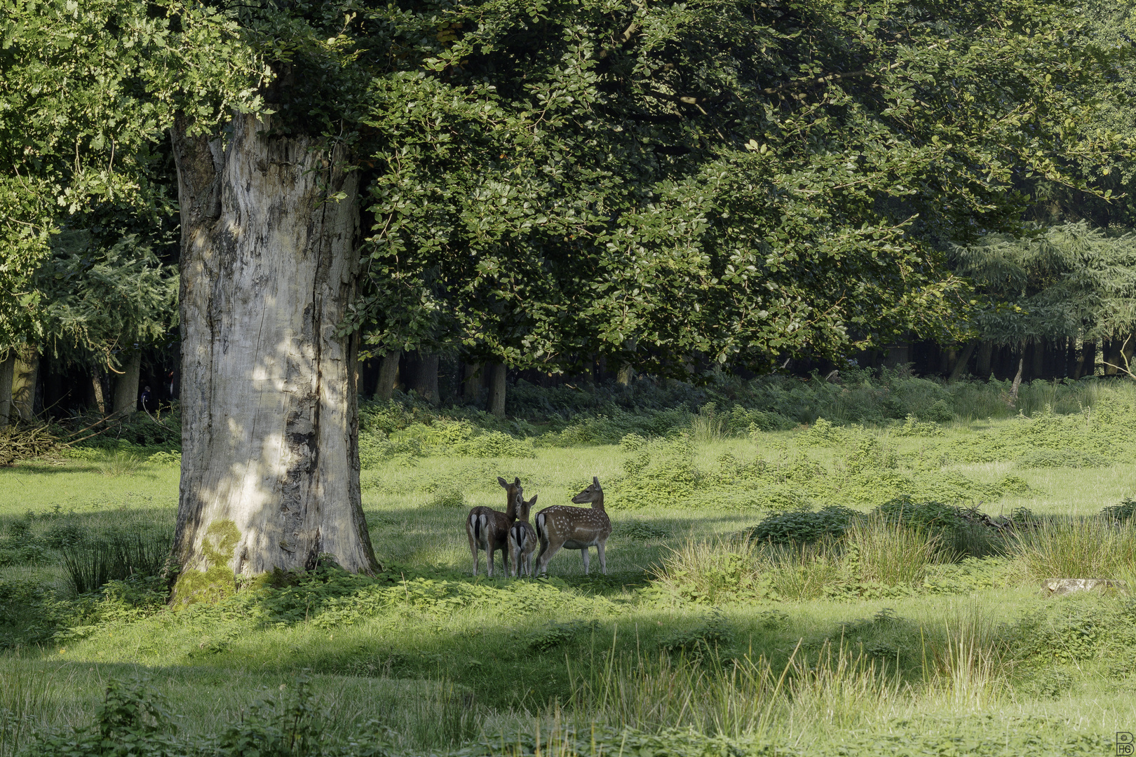 Damwild auf Lichtung