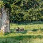 Damwild auf Lichtung