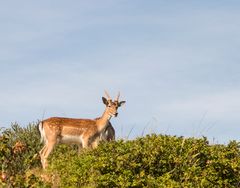 Damwild auf Norderney 