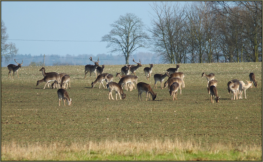 Damwild auf Wintersaat (1)