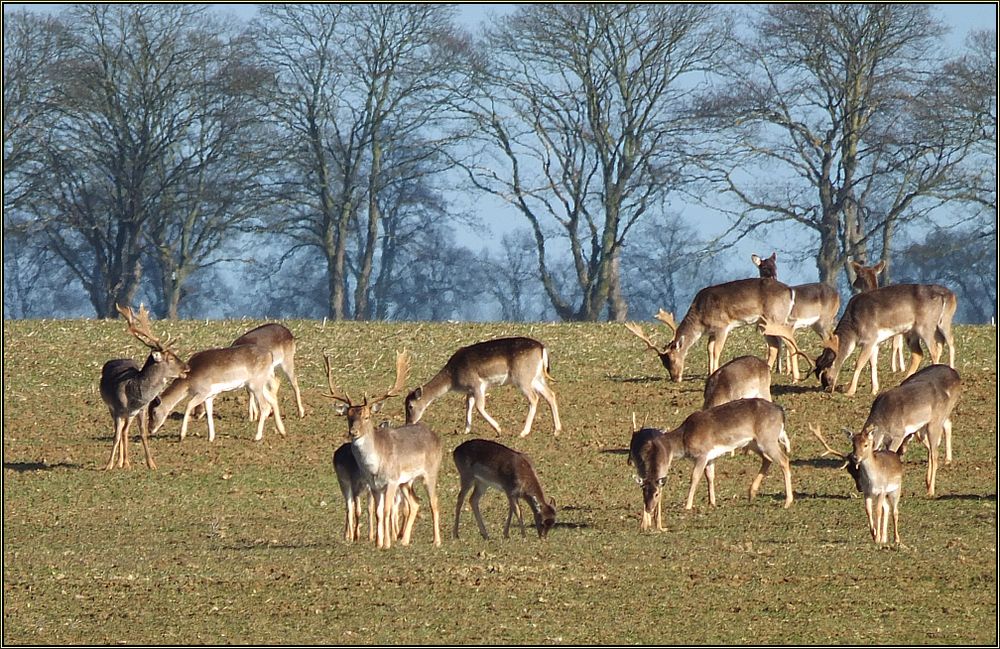 Damwild auf Wintersaat (2)