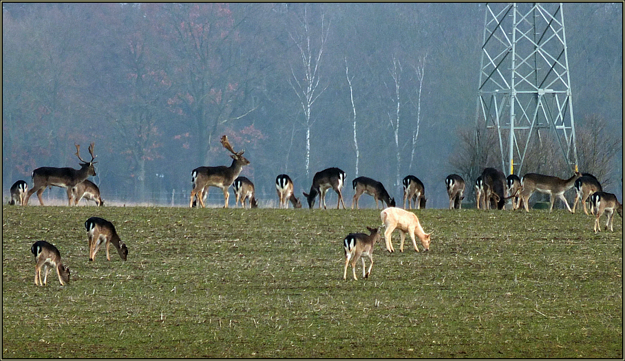 Damwild auf Wintersaat (3)