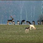 Damwild auf Wintersaat (3)