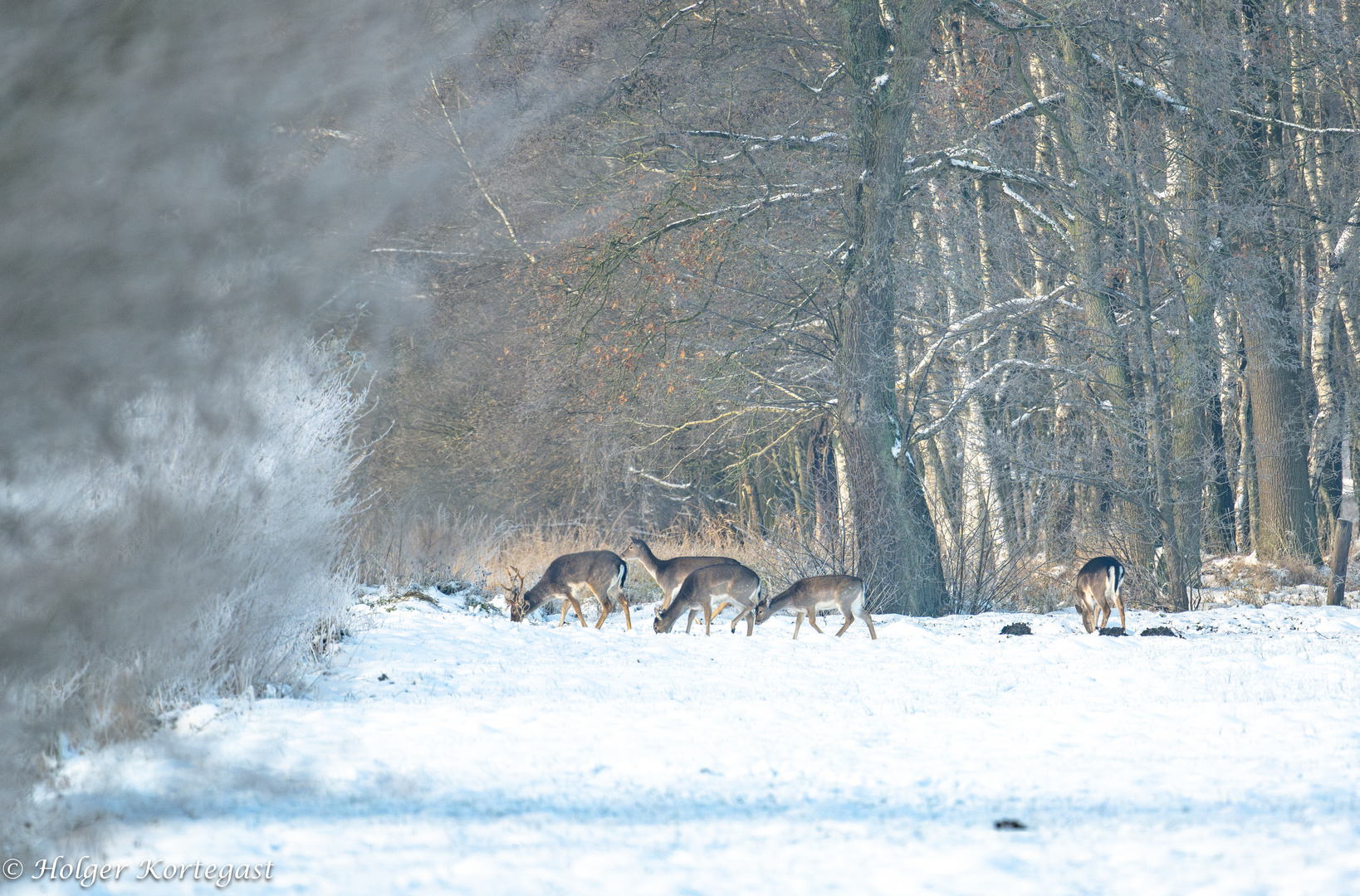 Damwild beim äsen