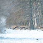 Damwild beim äsen