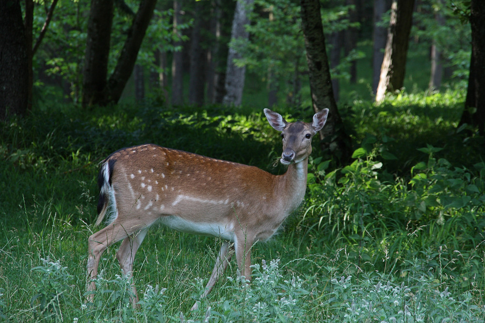 Damwild beim Fressen