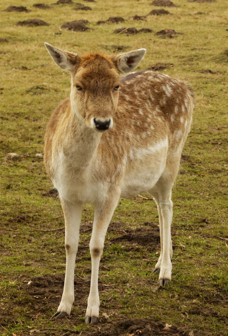 Damwild-Besuch III