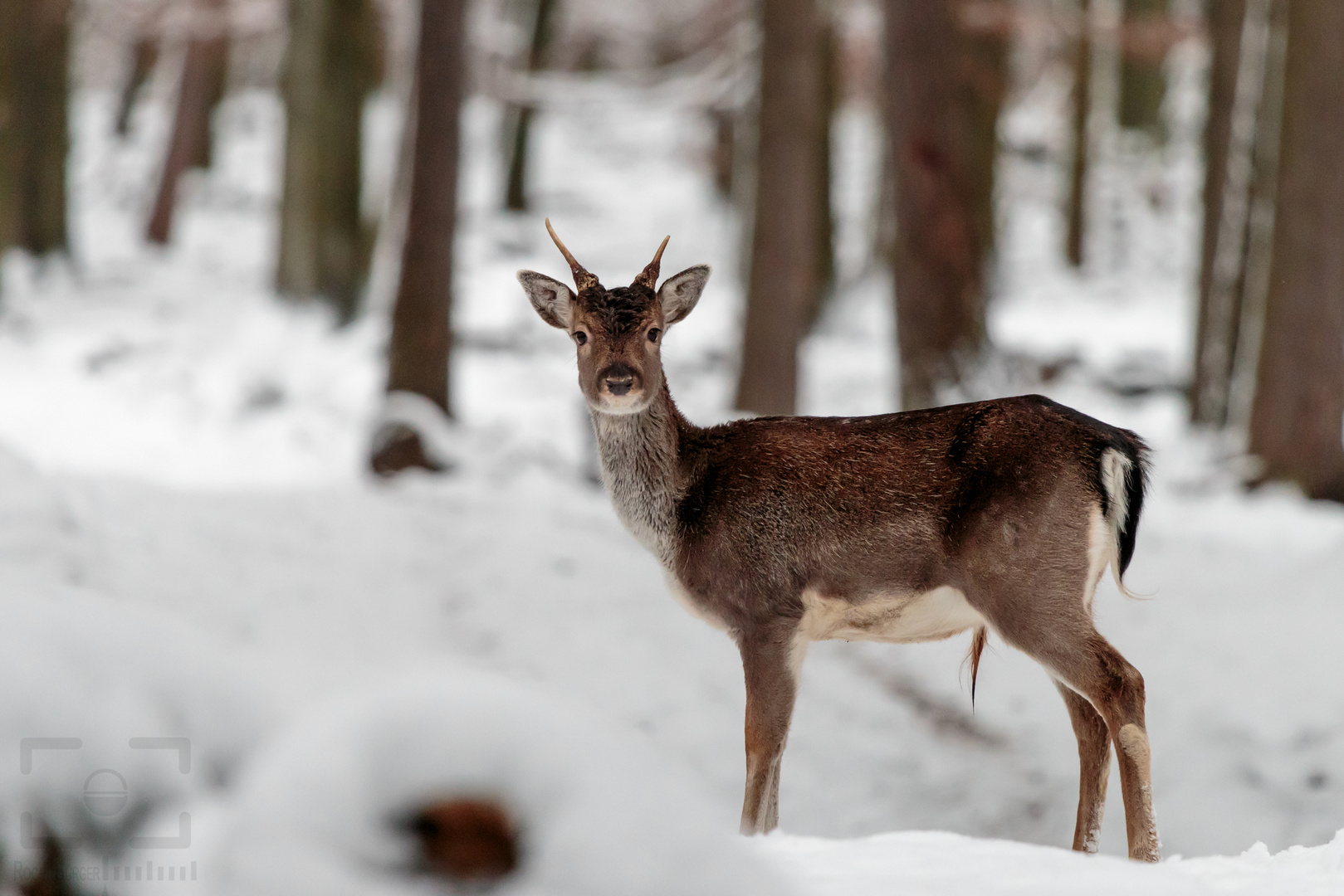 Damwild - Böckchen auf dem Wanderweg