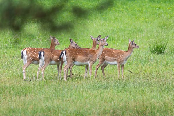 Damwild ( Dama dama)