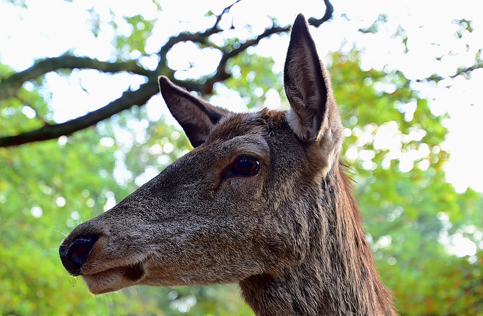 Damwild (Dama dama)