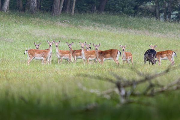 Damwild ( Dama dama)