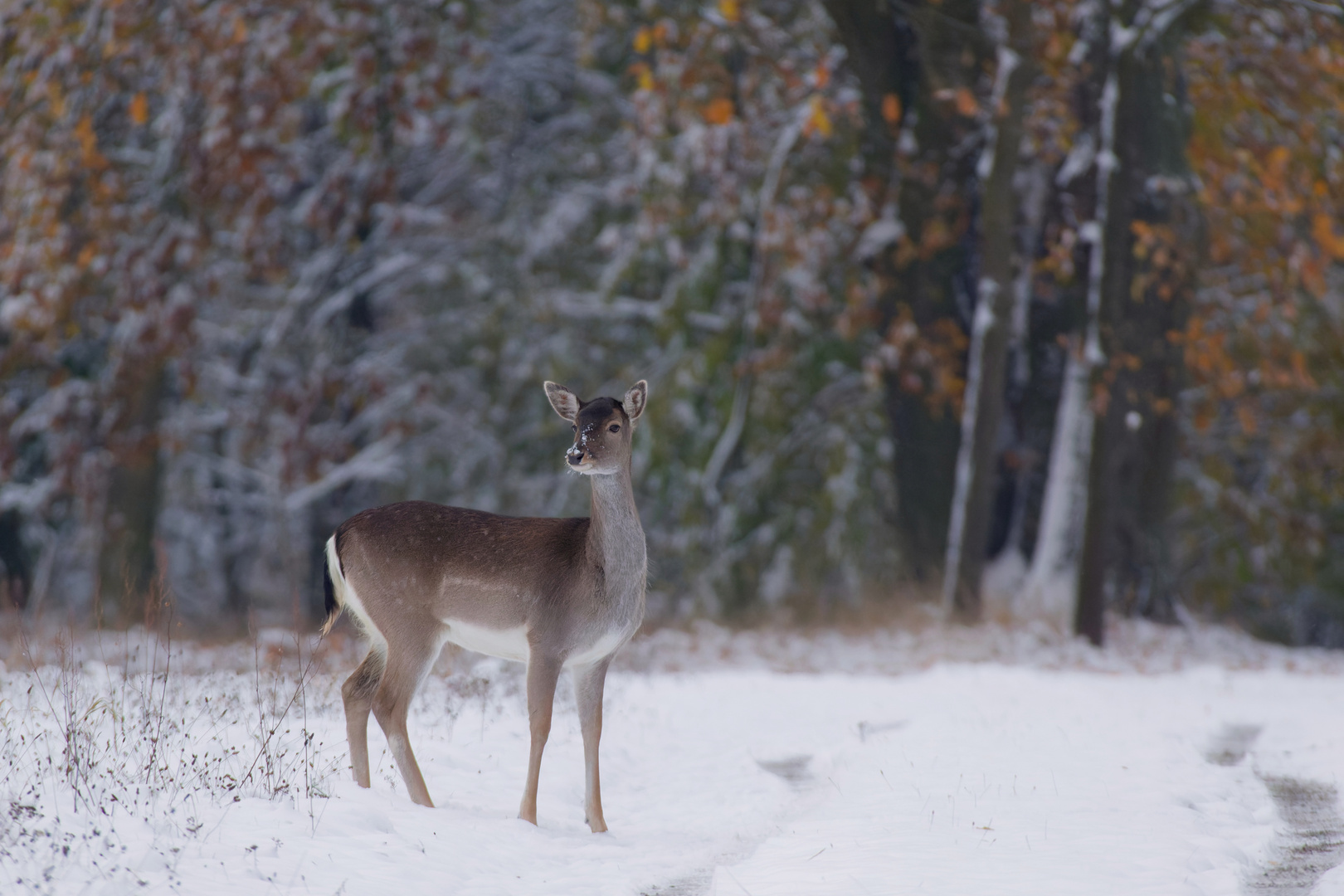 Damwild, Dama dama im Schnee