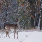 Damwild, Dama dama im Schnee