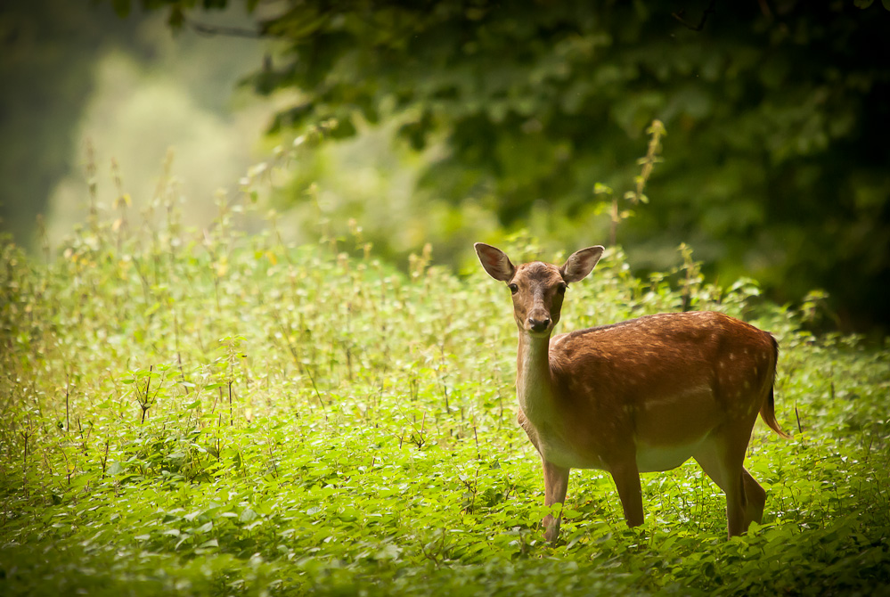 Damwild ( Dama dama L. )