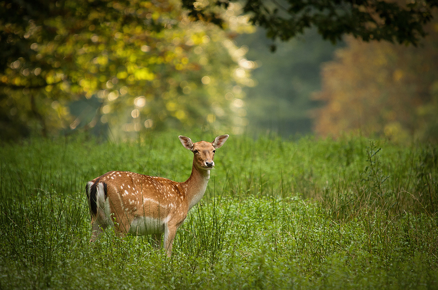 Damwild ( Dama dama L. )