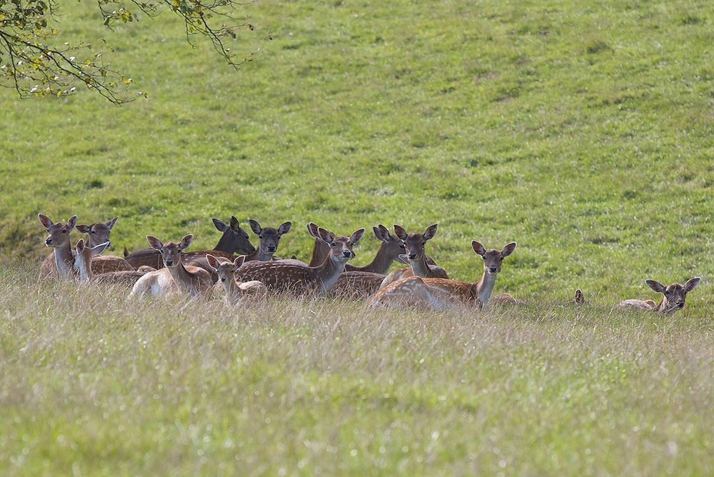 Damwild Diepensiepen