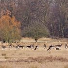 Damwild direkt neben der Straße