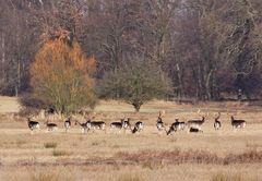 Damwild direkt neben der Straße