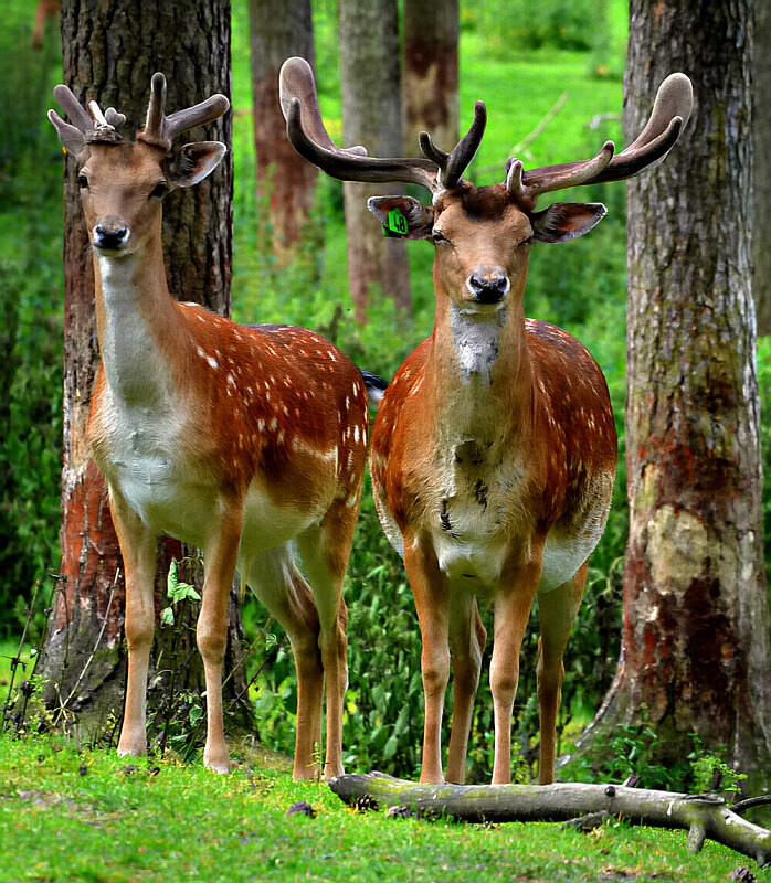 Damwild (Fallow deer)