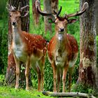 Damwild (Fallow deer)