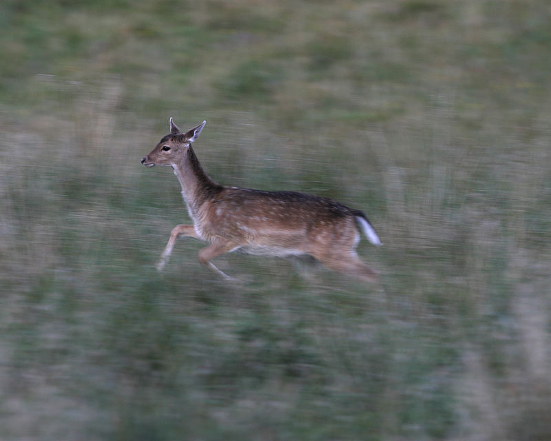 Damwild flüchtend