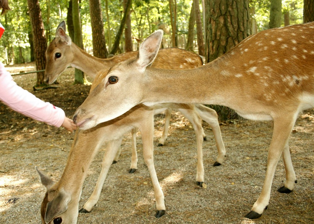 Damwild füttern