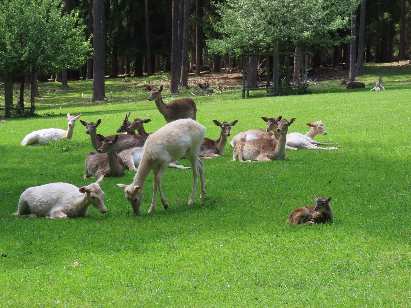 Damwild, hier wird ein Familienrat abgehalten...