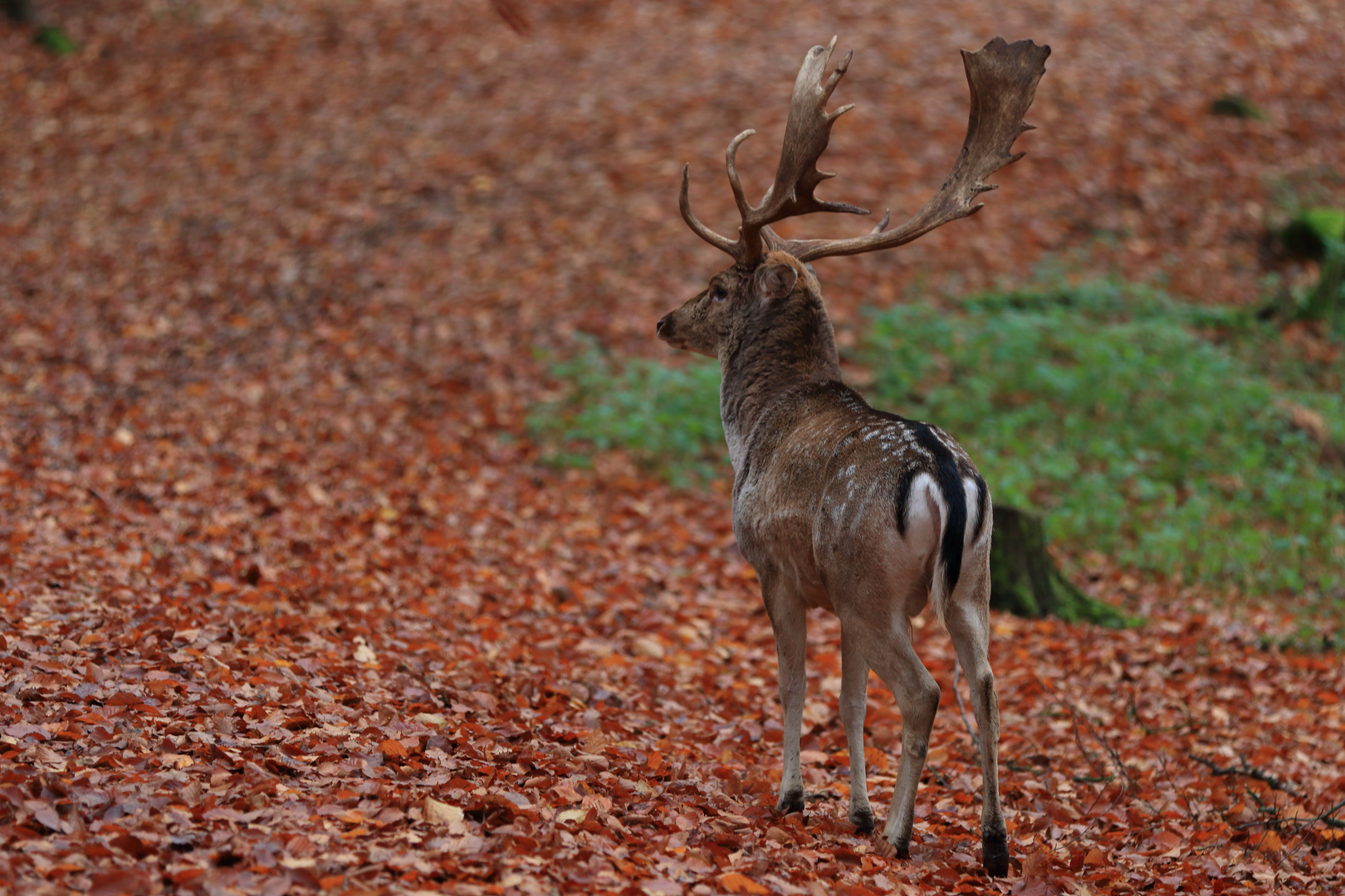 Damwild-Hirsch (2) Foto & Bild | tiere, zoo, wildpark & falknerei ...