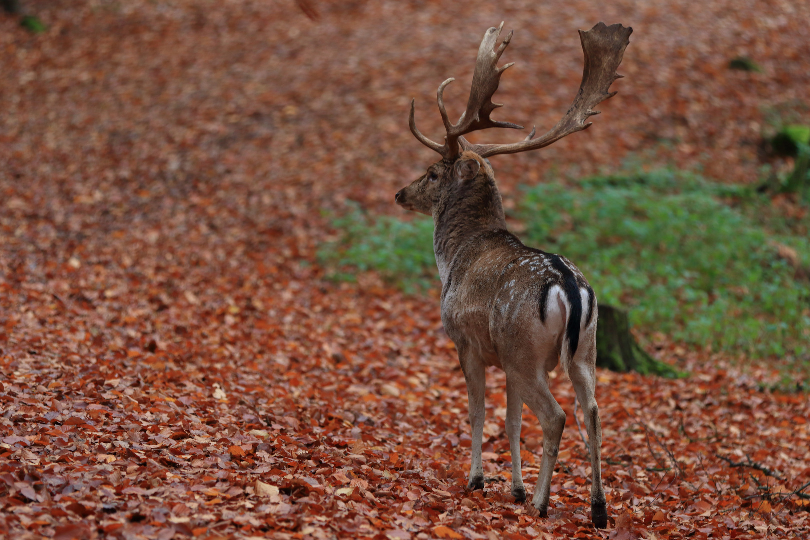 Damwild-Hirsch (2)