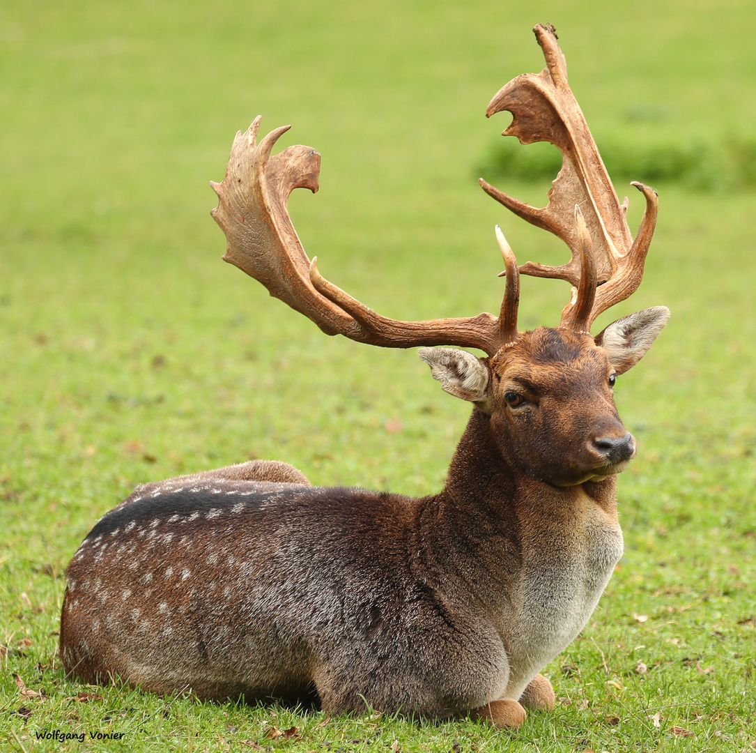 Damwild Hirsch