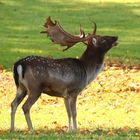 Damwild Hirsch während der Brunft