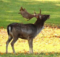 Damwild Hirsch während der Brunft