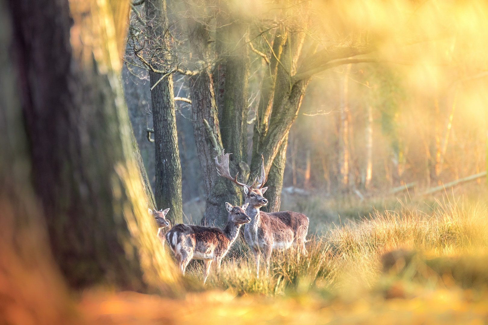 Damwild im Abendlicht