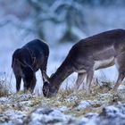 Damwild im Abendlicht