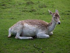 Damwild im Alsdorfer Tierpark