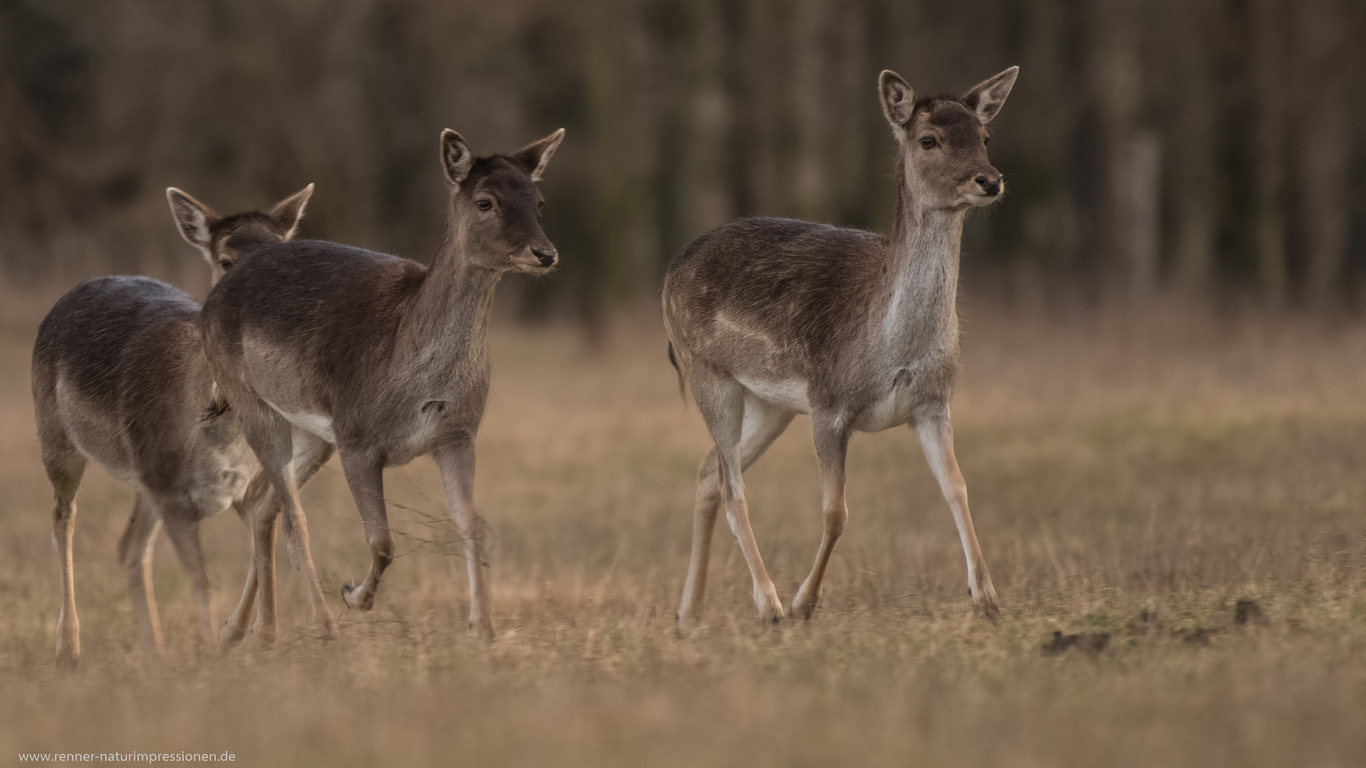 Damwild im Anmarsch