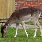 Damwild im Borkumer Ostland