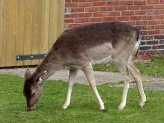 Damwild im Borkumer Ostland