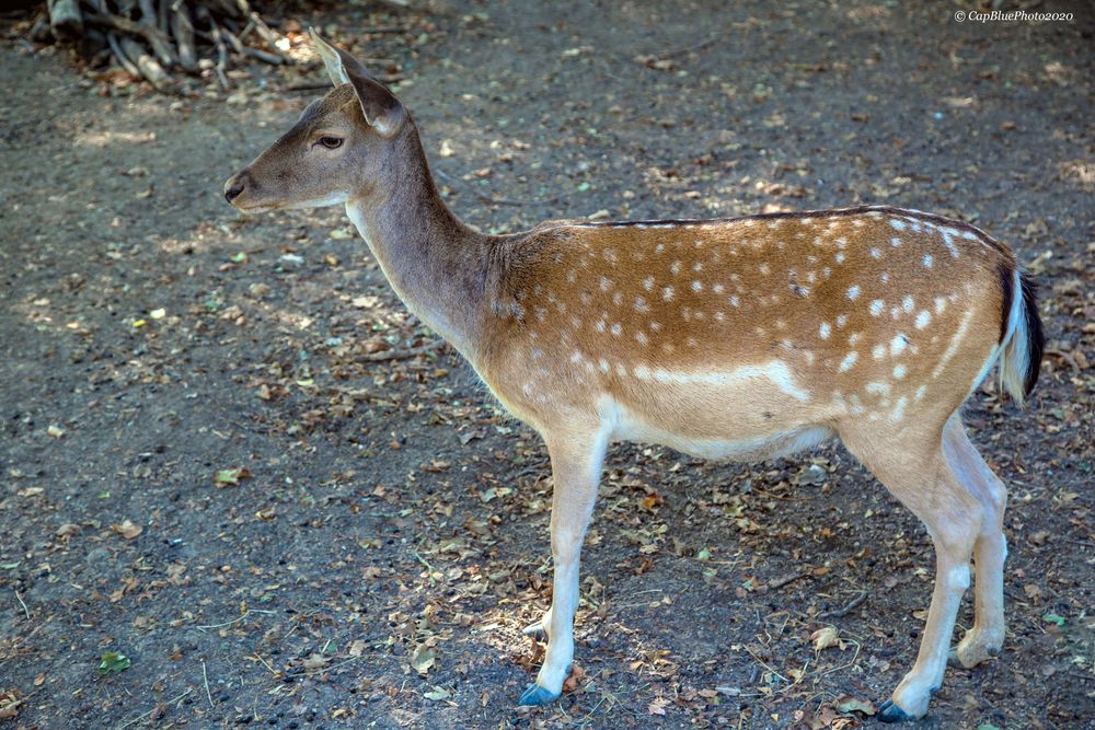 Damwild im Eurasischen Gehege Tierpark Worms