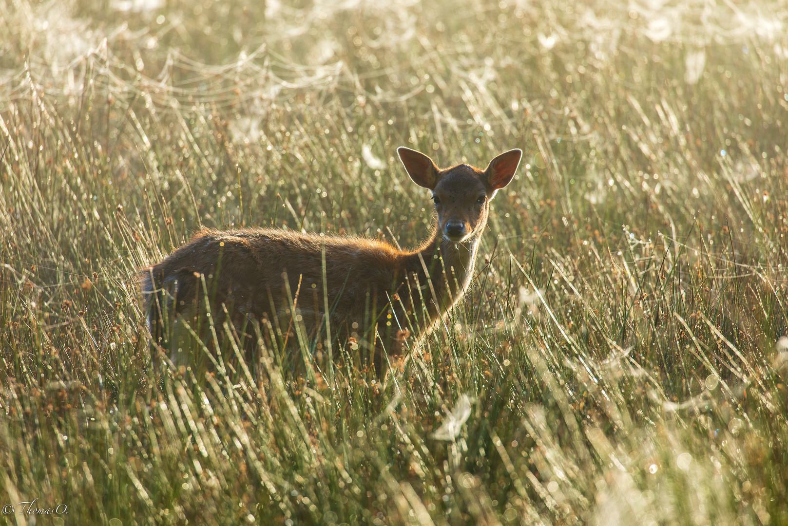 Damwild im Gegenlicht