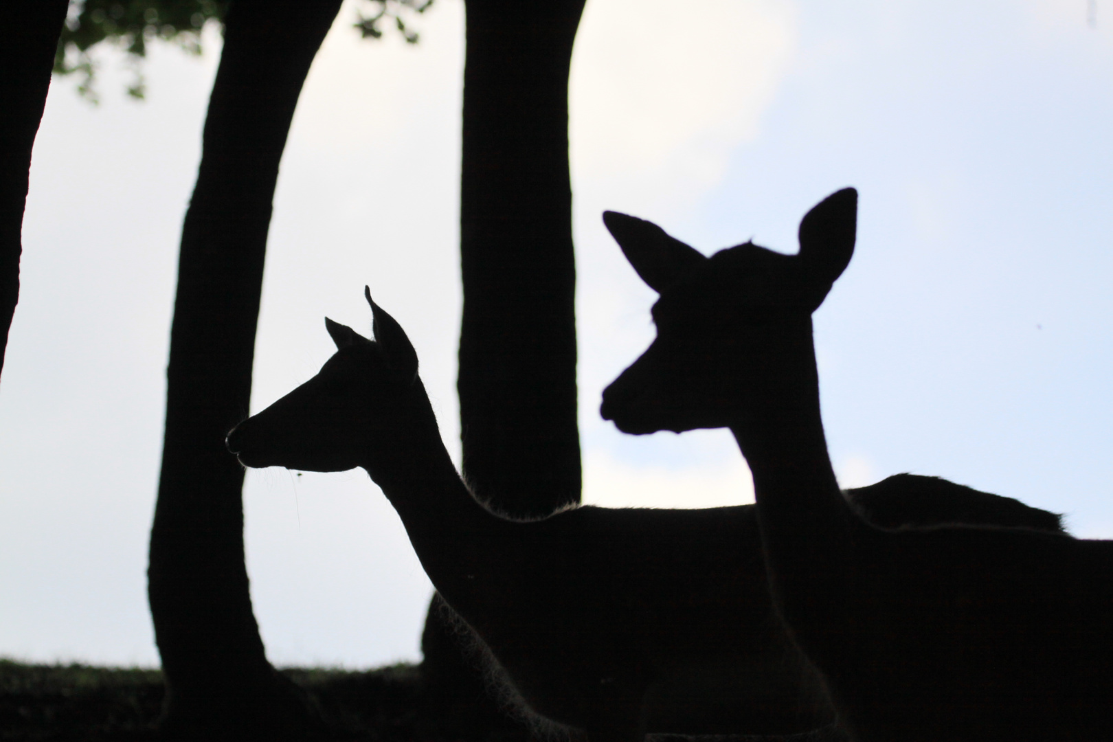 Damwild im Gegenlicht