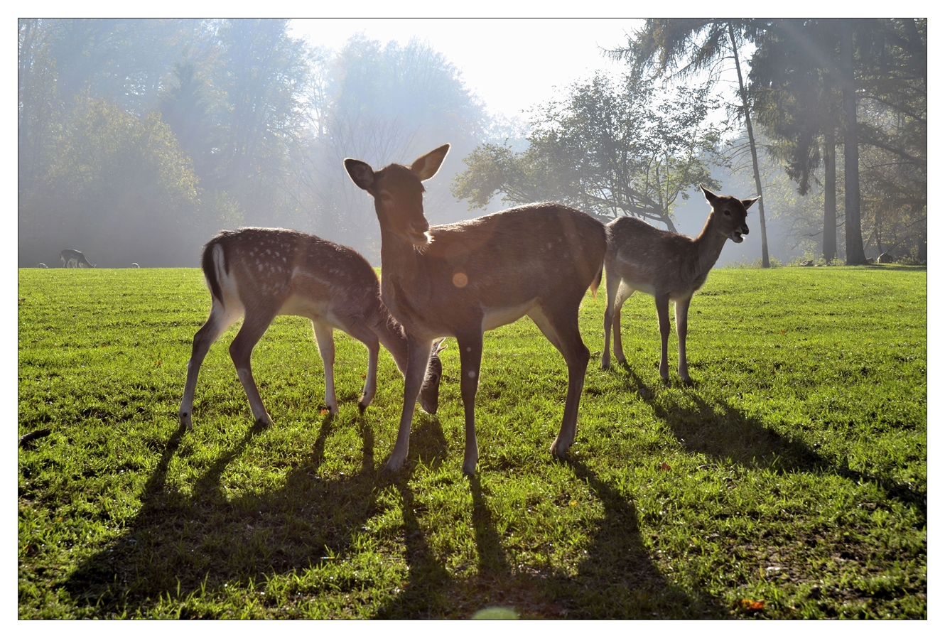 Damwild im Gegenlicht