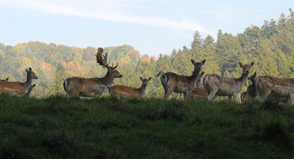 Damwild im Gehege