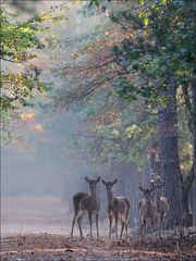 Damwild im Herbstwald