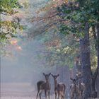 Damwild im Herbstwald