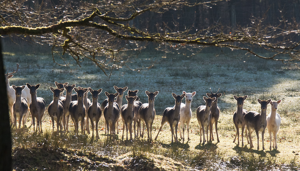 Damwild im Morgenlicht