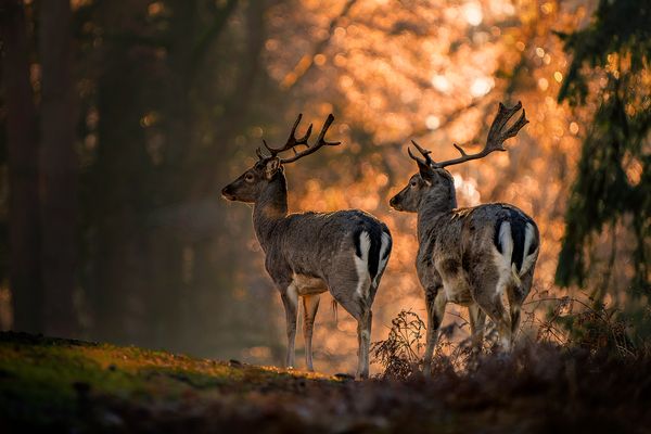 Damwild im Morgenlicht