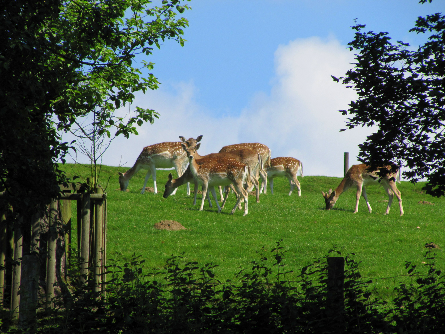 Damwild im Naafbachtal