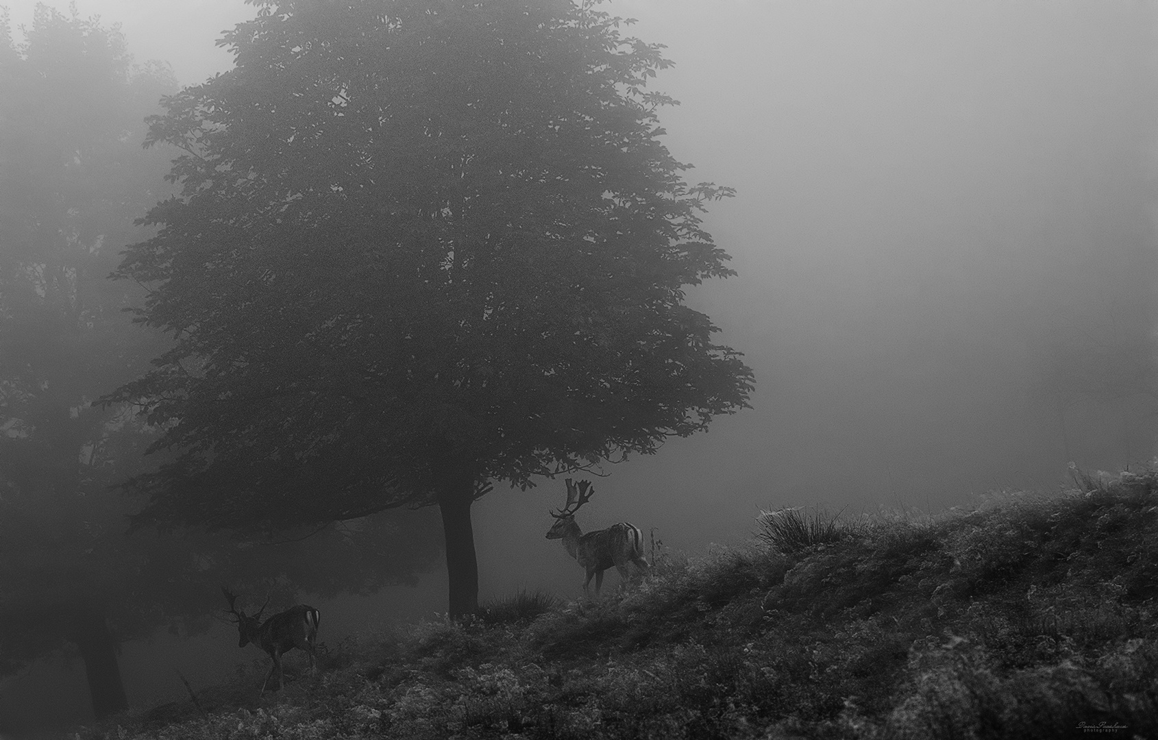 Damwild im Nebel